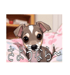 ウィペットがいっぱい（個別スタンプ：12）