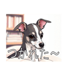 ウィペットがいっぱい（個別スタンプ：29）