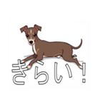 ウィペットがいっぱい（個別スタンプ：38）