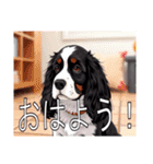 スプリンガースパニエル（個別スタンプ：1）