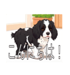 スプリンガースパニエル（個別スタンプ：2）