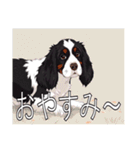 スプリンガースパニエル（個別スタンプ：4）