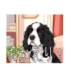 スプリンガースパニエル（個別スタンプ：13）