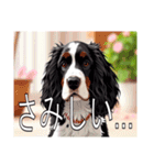 スプリンガースパニエル（個別スタンプ：23）