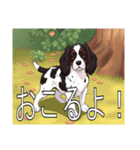 スプリンガースパニエル（個別スタンプ：33）