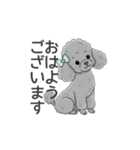 トイプードル グレー（使いやすい敬語）（個別スタンプ：1）