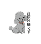 トイプードル グレー（使いやすい敬語）（個別スタンプ：3）