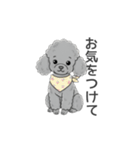 トイプードル グレー（使いやすい敬語）（個別スタンプ：7）