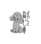 トイプードル グレー（使いやすい敬語）（個別スタンプ：12）