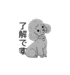 トイプードル グレー（使いやすい敬語）（個別スタンプ：13）