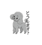 トイプードル グレー（使いやすい敬語）（個別スタンプ：14）