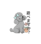 トイプードル グレー（使いやすい敬語）（個別スタンプ：37）