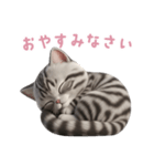 【日本語】 アメリカンショートヘア 2（個別スタンプ：11）