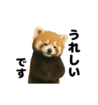 動く！レッサーパンダ（表情）（個別スタンプ：1）