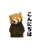 動く！レッサーパンダ（表情）（個別スタンプ：6）