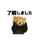 動く！レッサーパンダ（表情）（個別スタンプ：7）