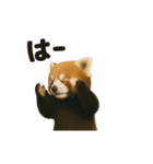 動く！レッサーパンダ（表情）（個別スタンプ：9）