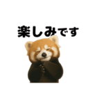 動く！レッサーパンダ（表情）（個別スタンプ：11）