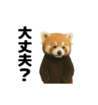 動く！レッサーパンダ（表情）（個別スタンプ：12）