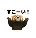 動く！レッサーパンダ（表情）（個別スタンプ：13）