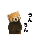 動く！レッサーパンダ（表情）（個別スタンプ：14）