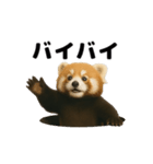 動く！レッサーパンダ（表情）（個別スタンプ：15）