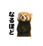 動く！レッサーパンダ（表情）（個別スタンプ：16）