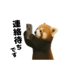 動く！レッサーパンダ（表情）（個別スタンプ：17）