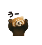 動く！レッサーパンダ（表情）（個別スタンプ：19）