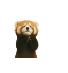 動く！レッサーパンダ（表情）（個別スタンプ：20）