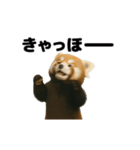 動く！レッサーパンダ（表情）（個別スタンプ：22）