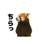動く！レッサーパンダ（表情）（個別スタンプ：23）