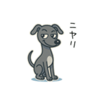 たまに二足歩行になるイタグレ part2（個別スタンプ：36）