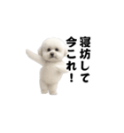 飛び出す！今コレ界隈ビションフリーゼ（個別スタンプ：3）