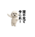 飛び出す！今コレ界隈ビションフリーゼ（個別スタンプ：4）