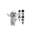 飛び出す！今コレ界隈ビションフリーゼ（個別スタンプ：5）