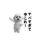飛び出す！今コレ界隈ビションフリーゼ（個別スタンプ：8）