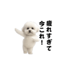 飛び出す！今コレ界隈ビションフリーゼ（個別スタンプ：9）