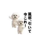 飛び出す！今コレ界隈ビションフリーゼ（個別スタンプ：17）