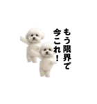 飛び出す！今コレ界隈ビションフリーゼ（個別スタンプ：18）