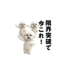 飛び出す！今コレ界隈ビションフリーゼ（個別スタンプ：23）