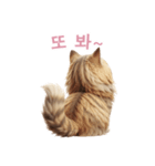 【韓国語】 サイベリアン スタンプ 2（個別スタンプ：16）