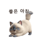 【韓国語】 ラグドール スタンプ 1（個別スタンプ：2）