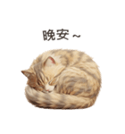 【繁體字】 サイベリアン スタンプ 1（個別スタンプ：11）