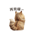 【繁體字】 サイベリアン スタンプ 1（個別スタンプ：16）