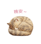 【繁體字】 サイベリアン スタンプ 2（個別スタンプ：11）