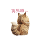 【繁體字】 サイベリアン スタンプ 2（個別スタンプ：16）