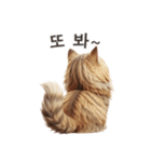 【韓国語】 サイベリアン スタンプ 1（個別スタンプ：16）