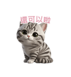 【繁體字】 アメリカンショートヘア 2（個別スタンプ：3）