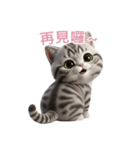 【繁體字】 アメリカンショートヘア 2（個別スタンプ：16）